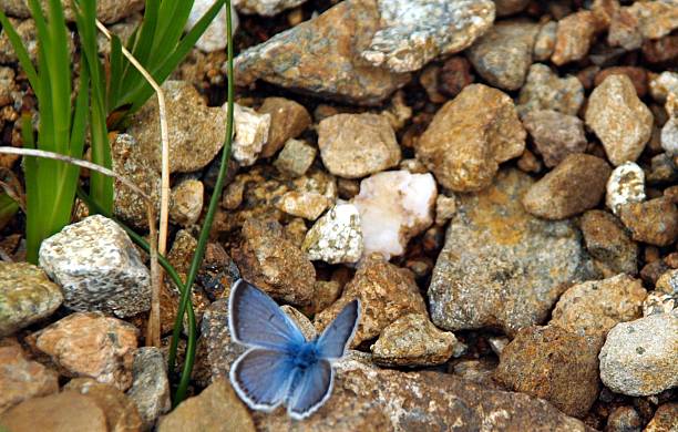 Bright blue butterfly stock photo