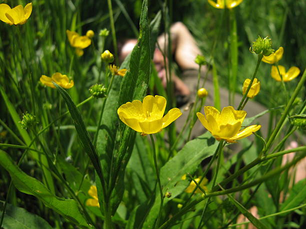 relaxing in a field of buttercups - fsachs78 stockfoto's en -beelden