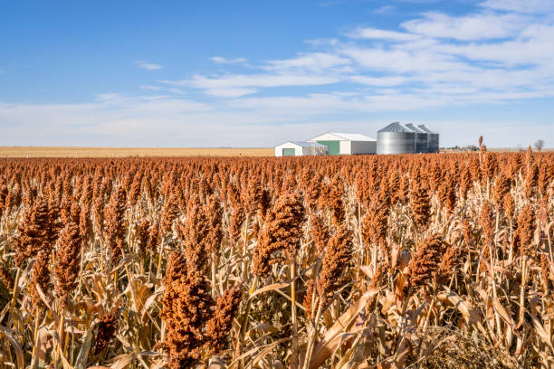 sorgo campo in kansas - sorgo foto e immagini stock