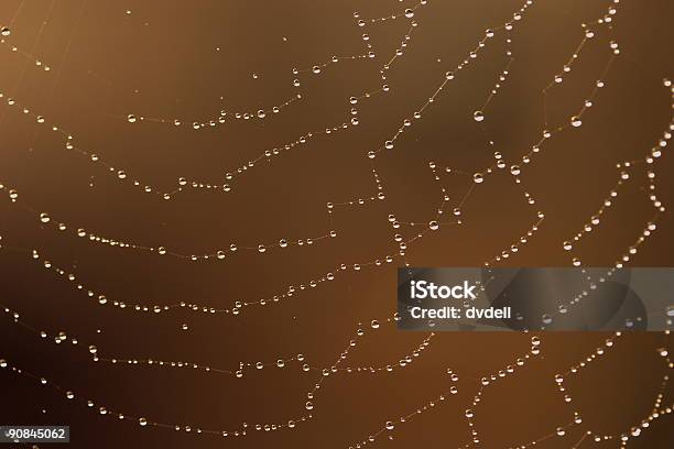 Foto de Teia De Aranha 1 e mais fotos de stock de Canteiro de Flores - Canteiro de Flores, Exterior, Fotografia - Imagem