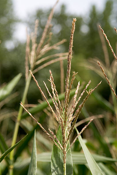 corn tassel stock photo