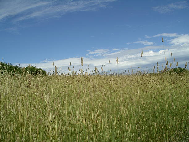 Fondo de campo de césped - foto de stock