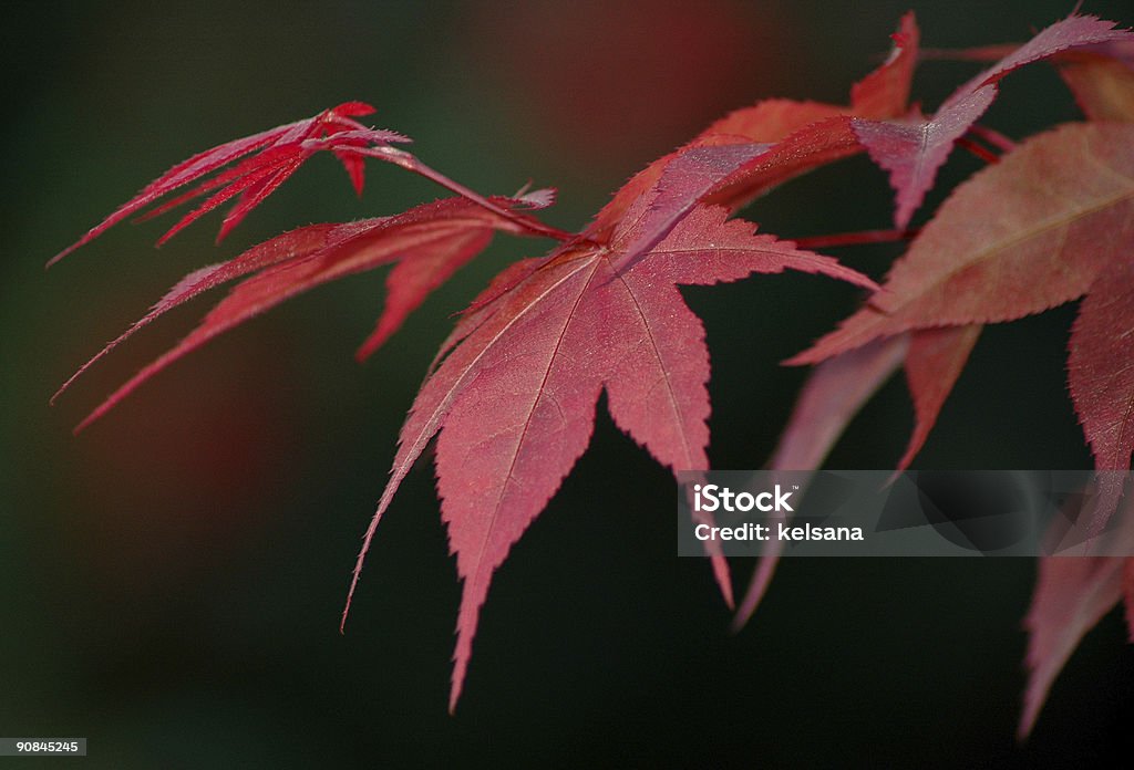 Feuilles d'érable japonais arbre et - Photo de Automne libre de droits