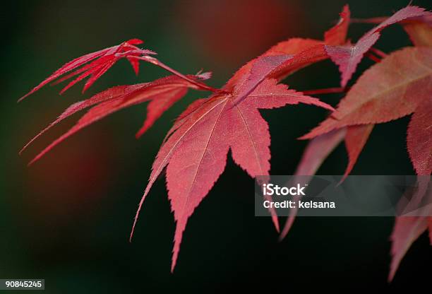 Photo libre de droit de Feuilles Dérable Japonais Arbre Et banque d'images et plus d'images libres de droit de Automne - Automne, Crépuscule, Culture japonaise