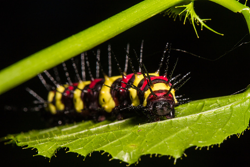 Macro of Painted Jezebel (Delias hyparete) caterpillars on backside of their host plant leaf in nature,Butterfly worm, Low key and selective focus, Soft focus.