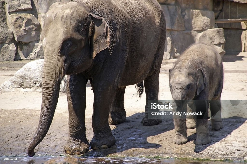 Bébé éléphant apprendre à boissons et 1 - Photo de Animaux en captivité libre de droits