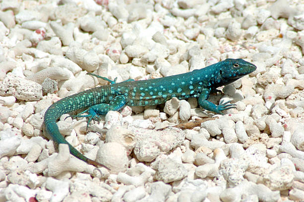 Little Lizzard 1 stock photo