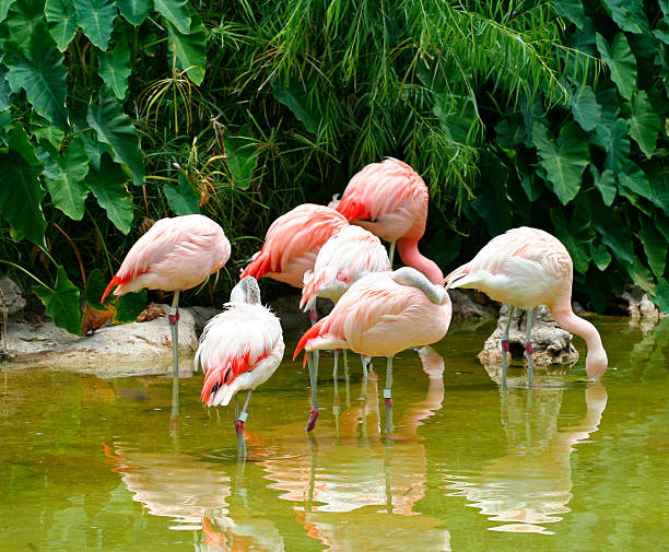 istock Group Of Chilean Flamingo 90845951