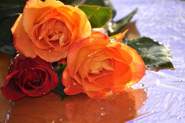 istock Bouquet of wet roses. Copy space. 908459652