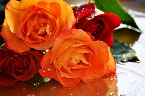 Bouquet of vibrant wet roses.