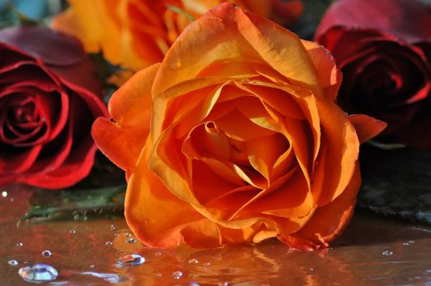 istock Close up of orange rose on wet surface. 908459830