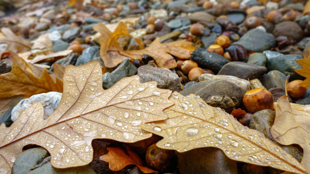 Oak leaves and acorns in autumn colors fallen onto gravel ground after rain. Droplets of water can be seen on textured leaves in the foreground.
