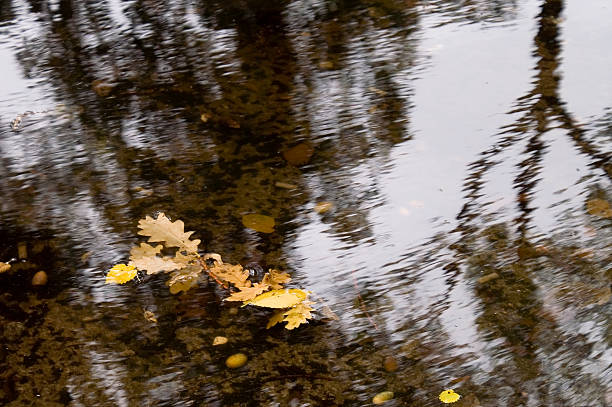 осенние листы - autumn light leafes color image стоковые фото и изображения