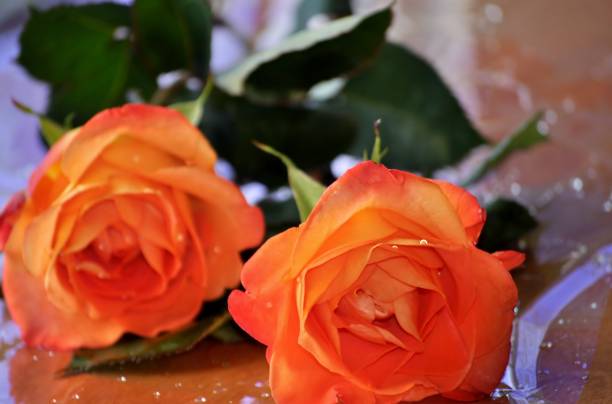 istock Close up of orange roses. Copy space. 908462432