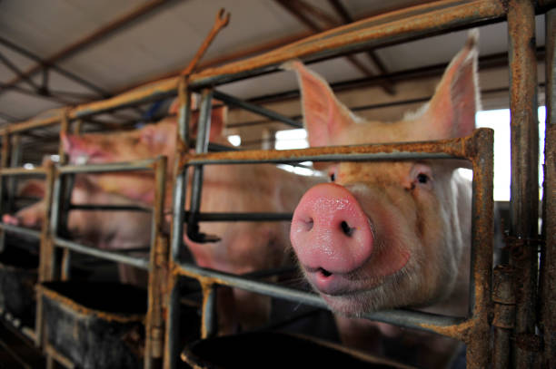 istock The farm pigs 908465050