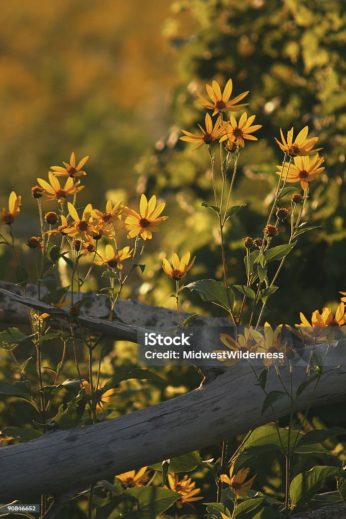 Sunflowers - Royalty-free Amarelo Foto de stock