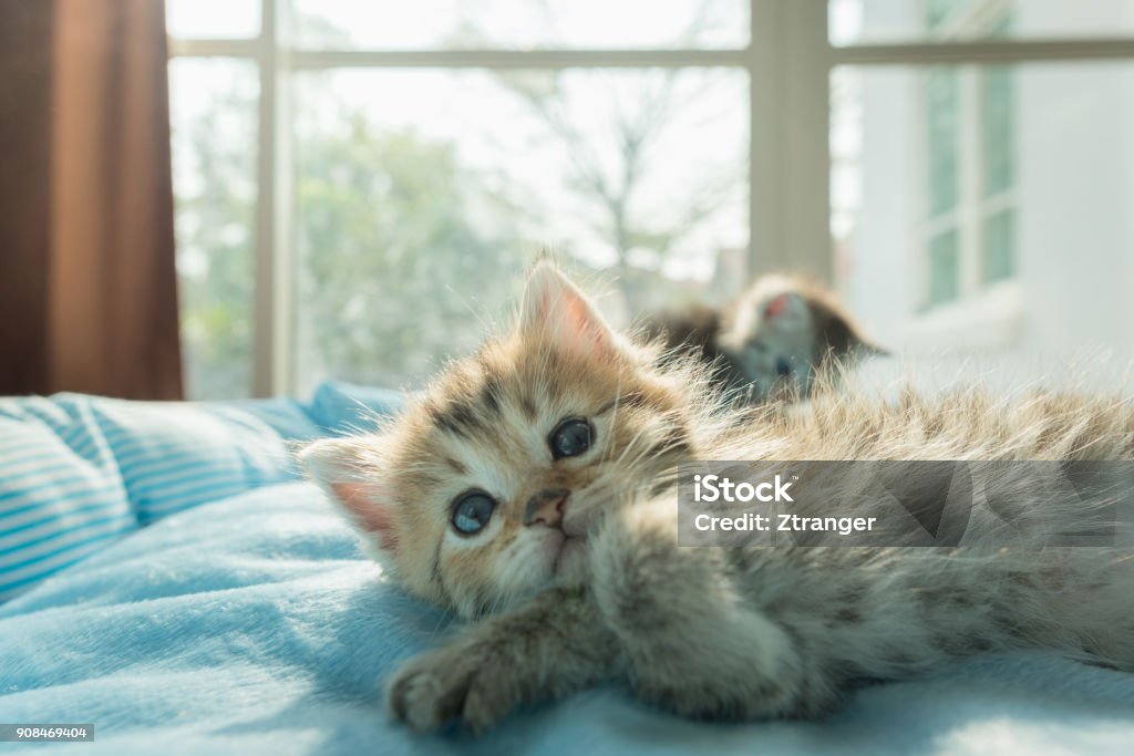 Gattino carino a letto - Foto stock royalty-free di Gattino