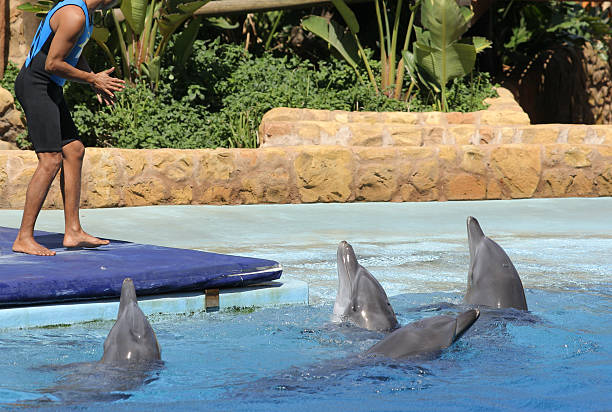 Dolphin Show uShaka two stock photo