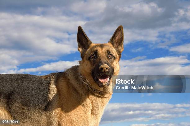Hund Interesse 5 Stockfoto und mehr Bilder von Bildhintergrund - Bildhintergrund, Blick in die Kamera, Deutscher Schäferhund