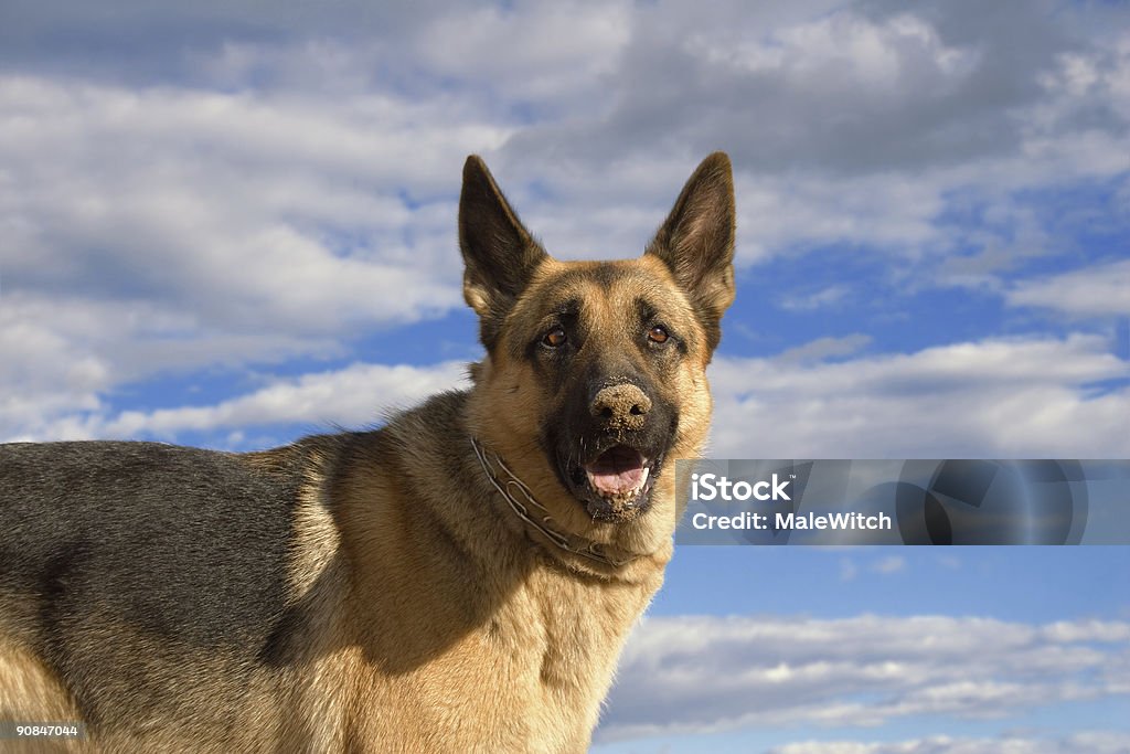 Cão interesse - 5 - Foto de stock de Animal royalty-free