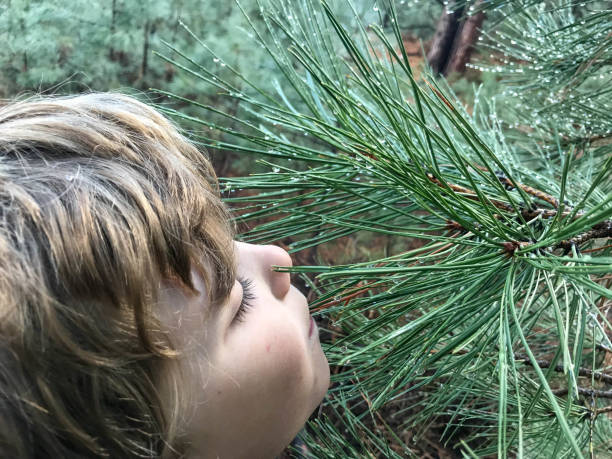 Child licks raindrops from pine needles in the forest after the rain fell.