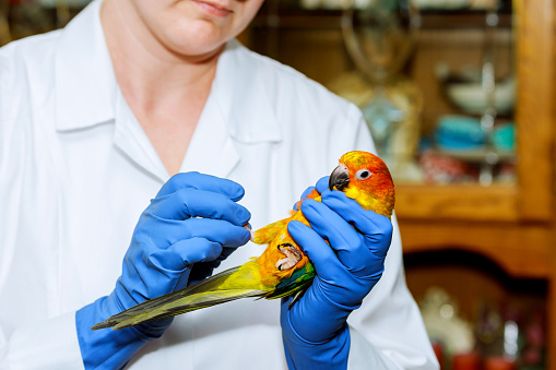 Veterinarian doctor is making a check up of a parrot. Veterinary Concept. veterinarian checks the parrot