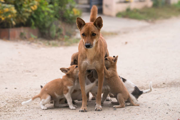 istock Breast feeding domestic thai dog 908472140