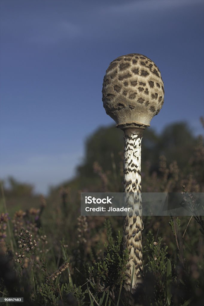 Mushroom lepiota  Fungus Stock Photo