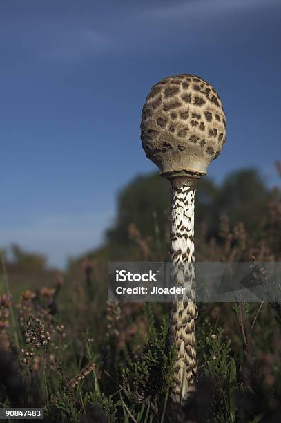 Mushroom Lepiota Stock Photo - Download Image Now - Fungus, Blue, Chicken Drumstick