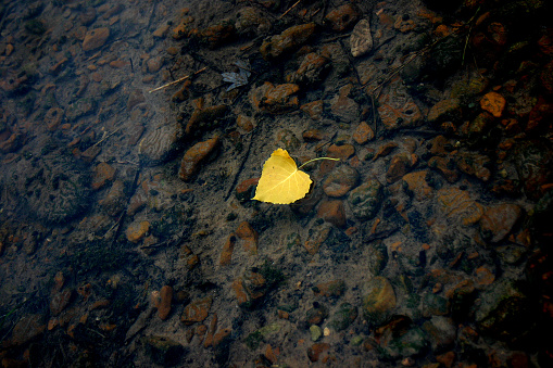 Yellow leaf floating in the river