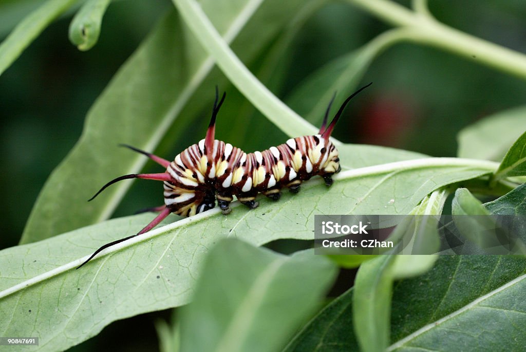 Caterpillar - Lizenzfrei Asien Stock-Foto