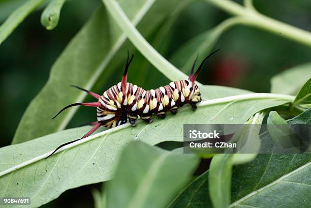 Caterpillar Stockfoto und mehr Bilder von Asien - Asien, Attraktive Frau, Blumenbeet