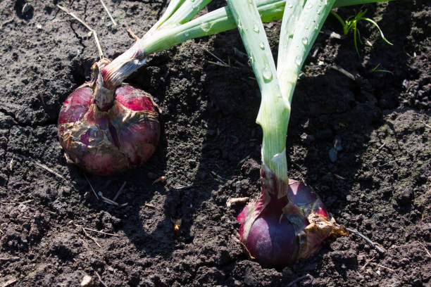 istock Green onions growing in the garden 908477314
