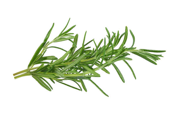 istock rosemary isolated on white background 908477426