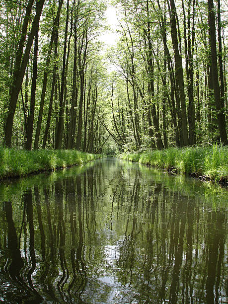 Tranquil river. stock photo