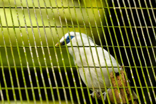 The Bali Myna in the cage, not focus on bird, selective focus.