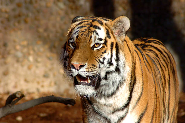 Tiger 1 stock photo