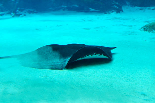 Mekong river giant freshwater stingray