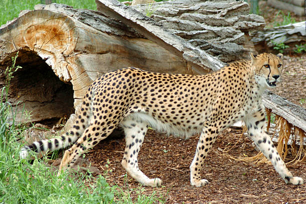 Cheetah stock photo