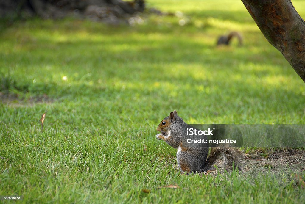 다람쥐 검색 - 로열티 프리 0명 스톡 사진