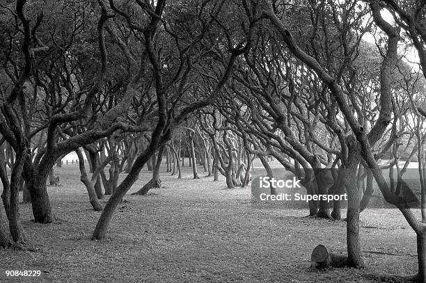 Scrub Oaks In Nero Bianco - Fotografie stock e altre immagini di Albero - Albero, Ambientazione esterna, Campo di battaglia