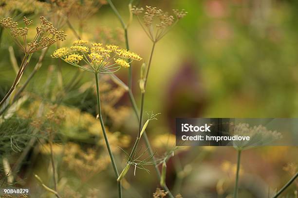 회향 꽃 0명에 대한 스톡 사진 및 기타 이미지 - 0명, 8월, 노랑