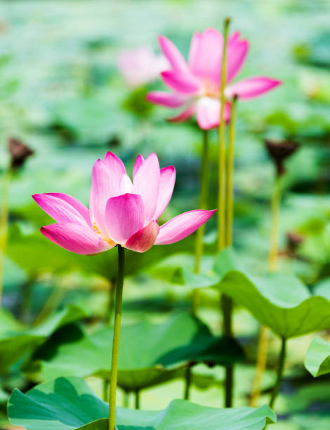 istock Beauty lotus flowers in a pond 908484184