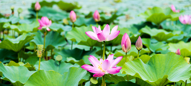 Beauty lotus flowers in a pond