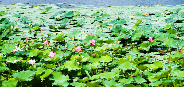Beauty lotus flowers in a pond