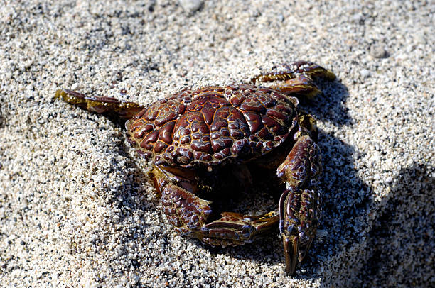 dead crab  ocean beach papua new guinea stock pictures, royalty-free photos & images