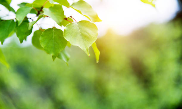 istock Fresh green leaves in public park 908487418