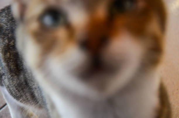 istock House cat animals pet 908490116