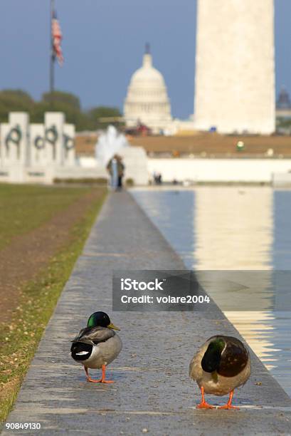 Enten Auf Dem Us Capitol Hintergrund Stockfoto und mehr Bilder von Amerikanischer Kongress - Amerikanischer Kongress, Aquatisches Lebewesen, Architektur