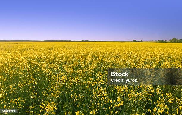 Campo De Colza - Fotografias de stock e mais imagens de Abstrato - Abstrato, Acidente Natural, Agricultura